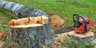 How Our Tree Care Process Works  in  Parker, TX