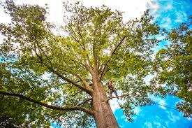 Best Tree Risk Assessment  in Parker, TX