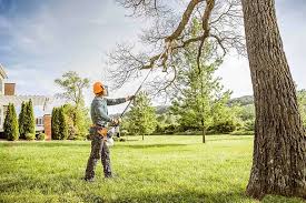 Trusted Parker, TX Tree Removal Experts