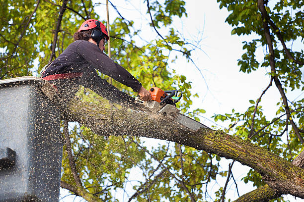 Best Stump Grinding and Removal  in Parker, TX