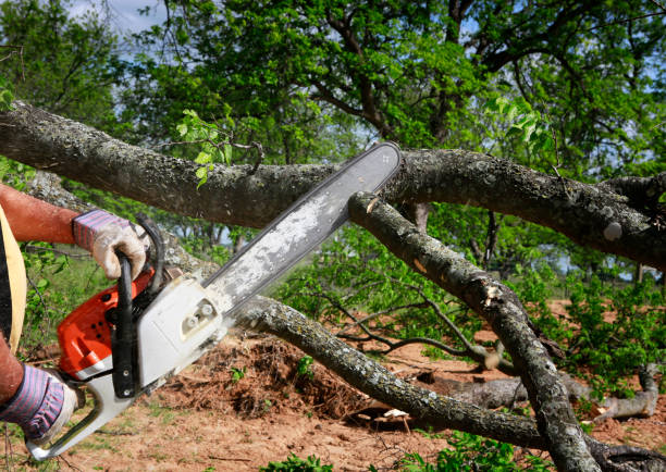 Best Soil Testing and Treatment  in Parker, TX